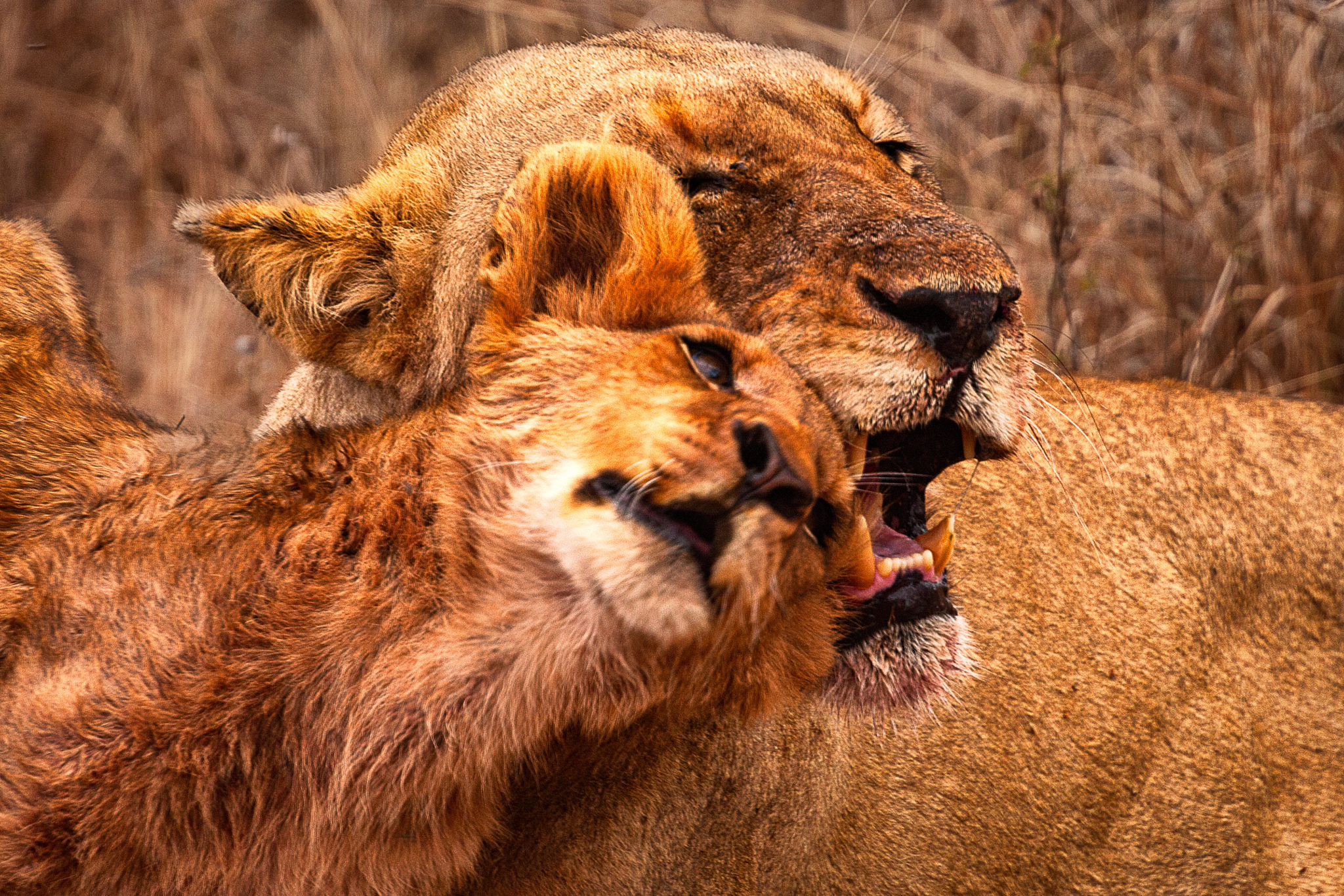 lioness and cub, kruger, south africa